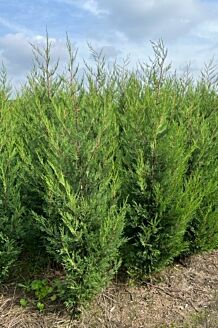 Leylandii coniferen kluit 200-225 cm Kluit