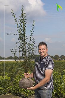Wintergroene Liguster Atrovirens Kluit 100-125 cm Kluit
