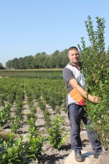 Haagliguster Kluit 175-200 cm Kluit