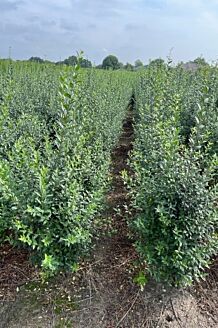 Wintergroene Liguster Atrovirens Kluit 125-150 cm Kluit