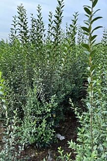 Wintergroene Liguster Atrovirens Kluit 175-200 cm Kluit