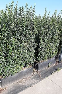 Wintergroene Liguster Atrovirens Kant-en-Klaar 160-170 cm Kant-en-klaar