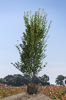 Haagliguster Kluit 200-225 cm Kluit