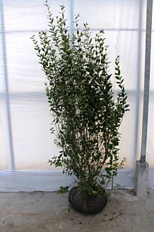 Wintergroene Liguster Atrovirens Kluit 150-175 cm Kluit