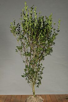 Haagliguster Kluit 125-150 cm Kluit