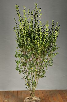 Haagliguster Kluit 150-175 cm Kluit