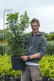 Sneeuwbal Pot 80-100 cm Pot