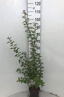 Meidoorn Pot 80-100 cm Pot