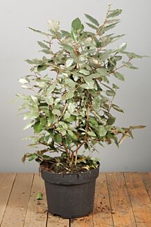 Olijfwilg Pot 60-80 cm Pot
