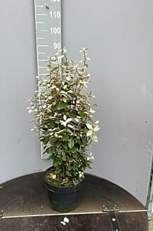 Olijfwilg Pot 80-100 cm Pot