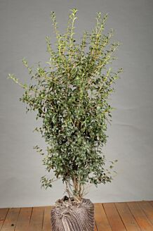 Schijnhulst Kluit 100-125 cm Kluit