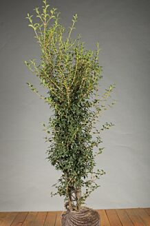 Schijnhulst Kluit 150-175 cm Kluit