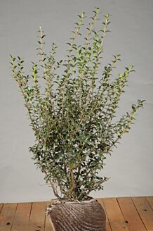 Schijnhulst Kluit 80-100 cm Kluit