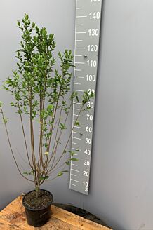 Haagliguster Pot 125-150 cm Pot