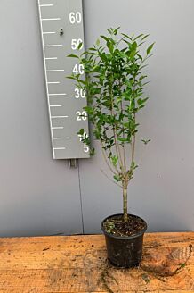 Haagliguster Pot 40-60 cm Pot