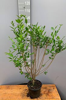 Haagliguster Pot 80-100 cm Pot