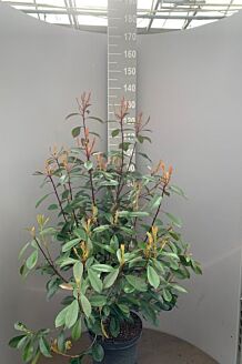 Glansmispel Pot 100-125 cm Pot