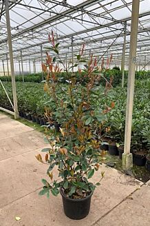 Glansmispel Pot 125-150 cm Pot