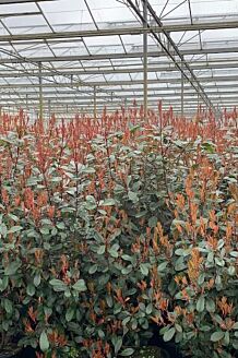 Glansmispel Pot 150-175 cm Pot