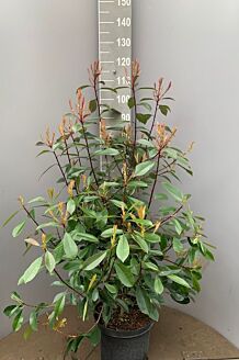 Glansmispel Pot 80-100 cm Pot
