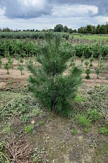 Grove Den Kluit 125-150 cm Kluit