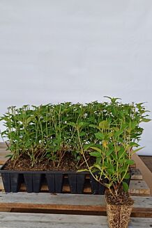 Pluimhortensia roze kluit 25-30cm Kluit