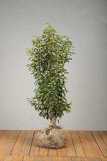 Portugese Laurier Kluit 125-150 cm Kluit