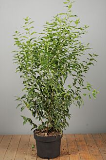 Portugese laurier pot 100-125 cm Pot