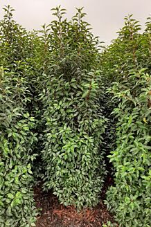 Portugese Laurier Kluit 200-225 cm Kluit