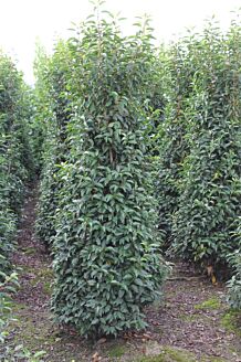 Portugese Laurier Kluit 175-200 cm Kluit