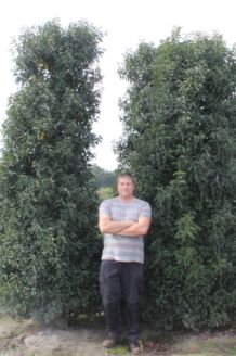 Portugese Laurier Kluit 300-350 cm Kluit
