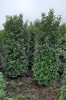 Portugese Laurier Kluit 225-250 cm Kluit