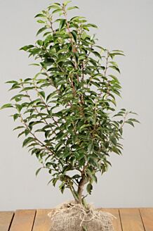 Portugese Laurier Kluit 50-60 cm Kluit