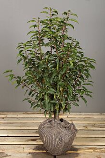 Portugese Laurier Kluit 60-80 cm Kluit