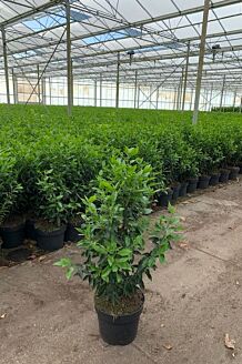 Portugese Laurier Pot 80-100 cm Pot