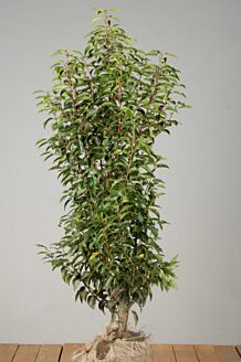 Portugese Laurier Kluit 100-125 cm Kluit