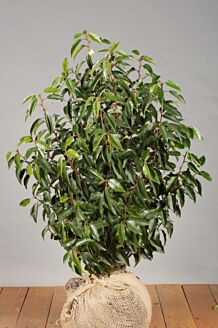 Portugese Laurier Kluit 80-100 cm Kluit