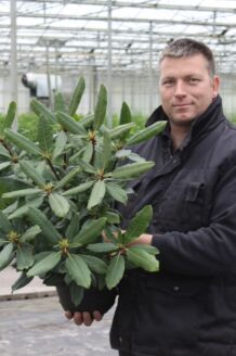 Rhododendron Roseum Pot 40-50 cm Pot
