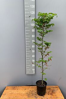 Groene beuk Pot 100-125 cm Pot