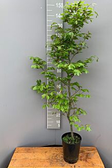 Groene beuk Pot 125-150 cm Pot