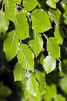 Groene beuk Pot 175-200 cm Pot