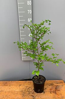 Groene beuk Pot 40-60 cm Pot