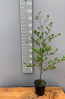 Groene beuk Pot 80-100 cm Pot