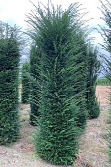 Taxus Baccata Kluit 250-275 cm Extra kwaliteit Kluit