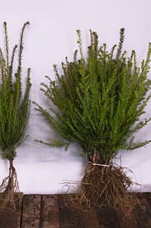 Taxus 