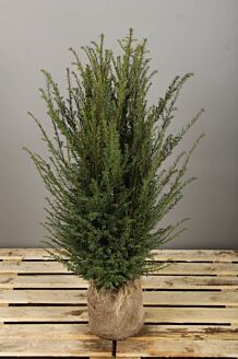 Taxus 