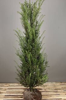 Taxus 