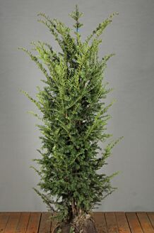 Taxus 