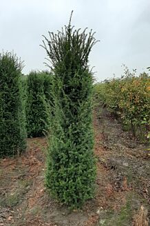 Taxus 