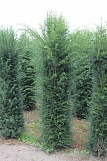 Taxus 